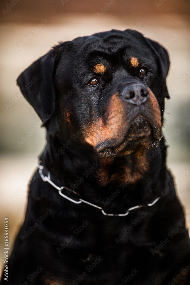 Obraz premium Adorable Devoted Purebred Rottweiler