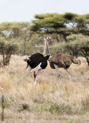 Two Ostrich