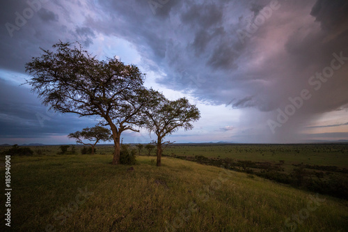 Serengeti Nights