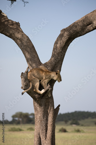 Lion Cub in Tree