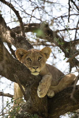 Cute Lion Cub