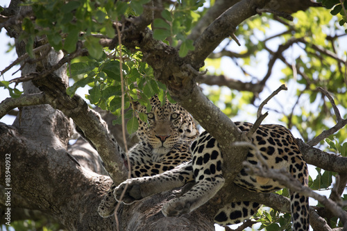 Leopard in Tree