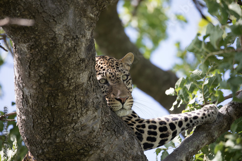 Leopard in Tree