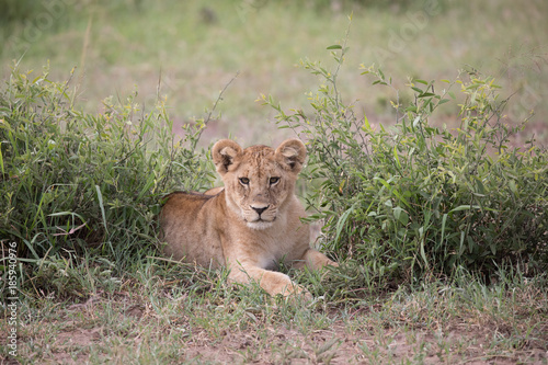 Lion cub in Grass