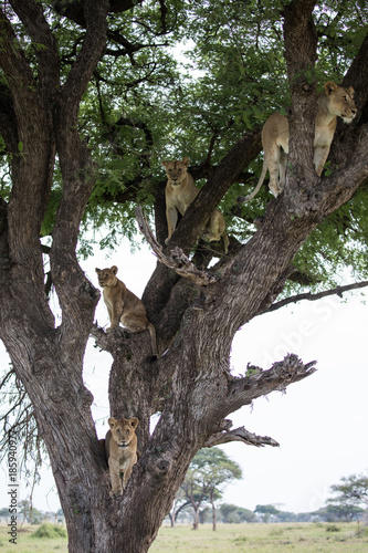 Lions in a tree