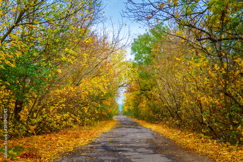 empty asphalted road in yellow golden forest