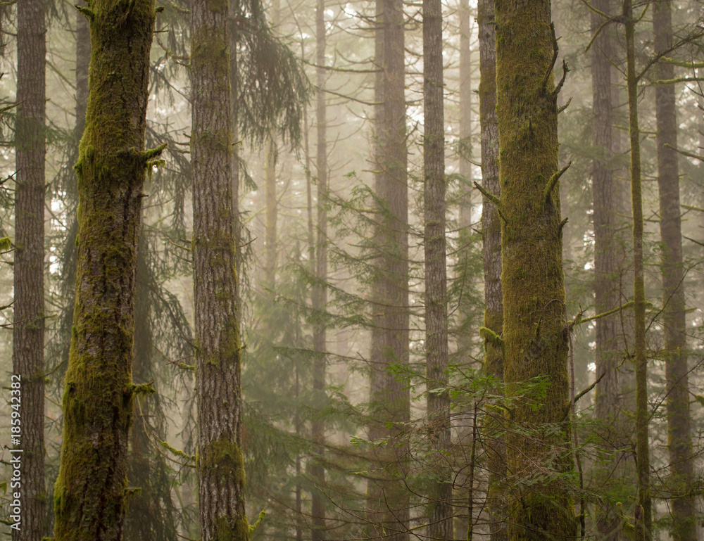 Obraz premium Forest in the fog