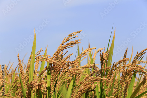 The golden rice is in the rice field