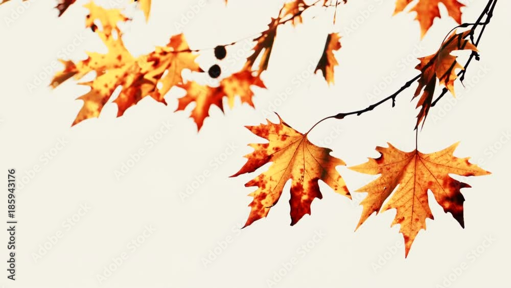 Yellow orange autumnal maple tree leaves blowing in breeze against white bright sunny sky. Nature background Yellow orange autumnal maple tree leaves blowing in breeze against white bright sunny sky. Nature background
