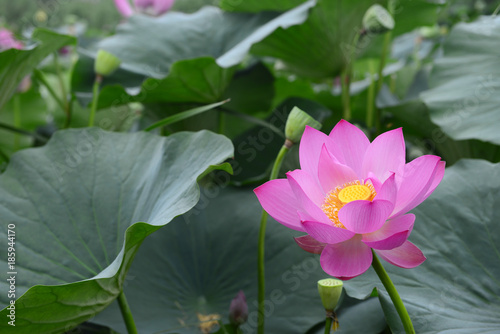 Blooming lotus flower  close-up