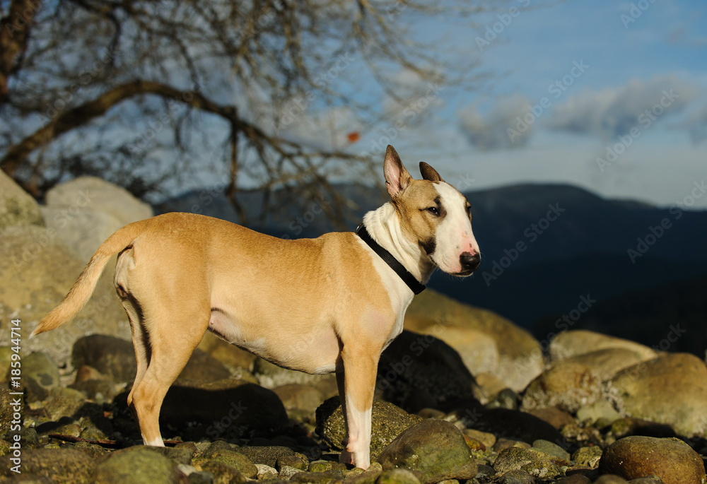 Bull Terrier dog outdoor portrait standing on rocky shore Bull Terrier dog outdoor portrait standing on rocky shore