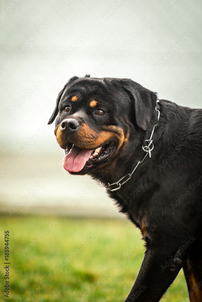 Adorable Devoted Purebred Rottweiler Looking at camera Adorable Devoted Purebred Rottweiler Looking at camera