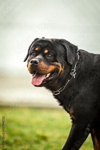 Adorable Devoted Purebred Rottweiler Looking at camera