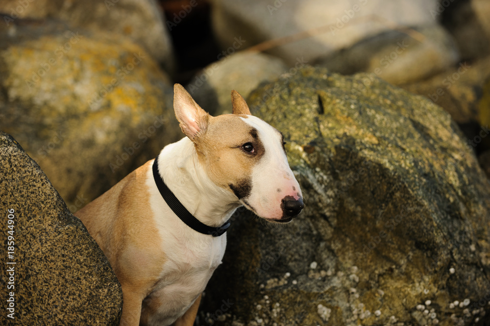 Bull Terrier dog outdoor portrait sitting in rocks