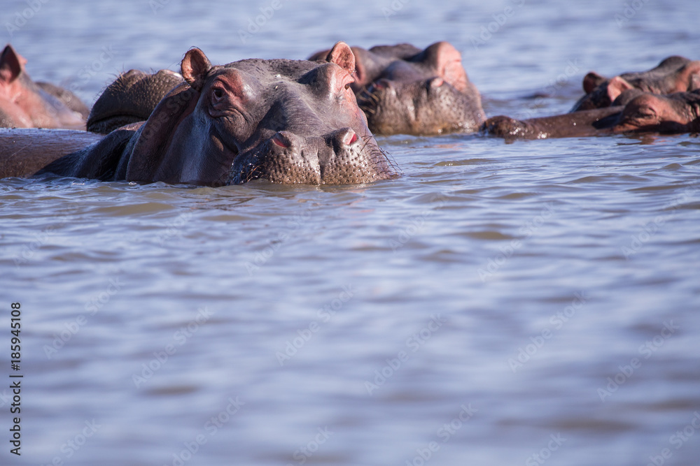 hippos in kenya mombasa lake in africa hippos in kenya mombasa lake in africa