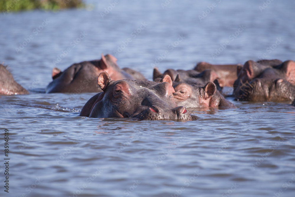 hippos in kenya mombasa lake in africa hippos in kenya mombasa lake in africa