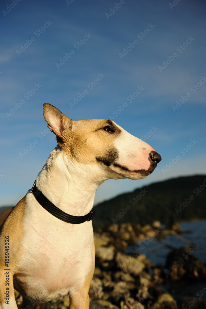 Bull Terrier dog by shore and blue sky