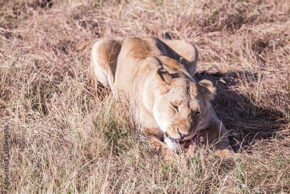 Naklejka premium Lionesses in masai mara in kenya africa