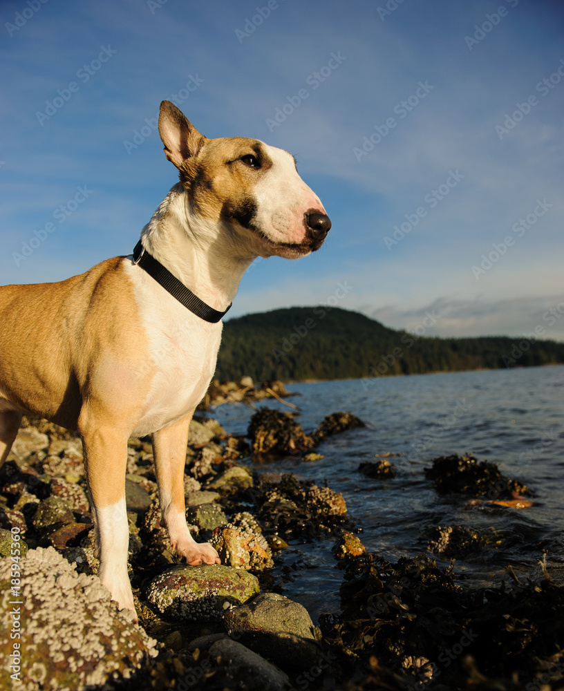 Bull Terrier dog outdoor portrait standing on waters shore