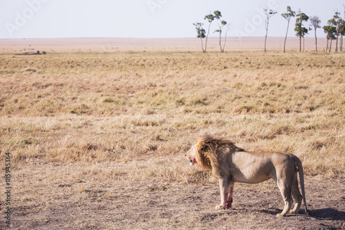 lion national park Masai Mara in Kenya africa © robcartorres