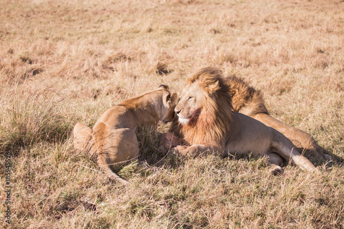 Couple of lions masai mara in kenya africa