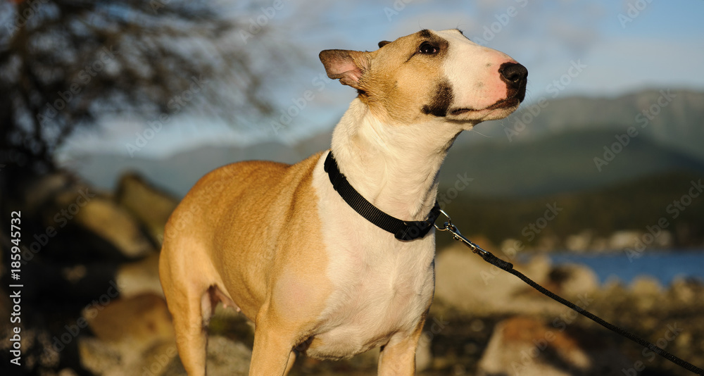 Bull Terrier dog outdoor portrait on nature shore
