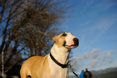 Bull Terrier dog outdoor portrait against blue sky and trees