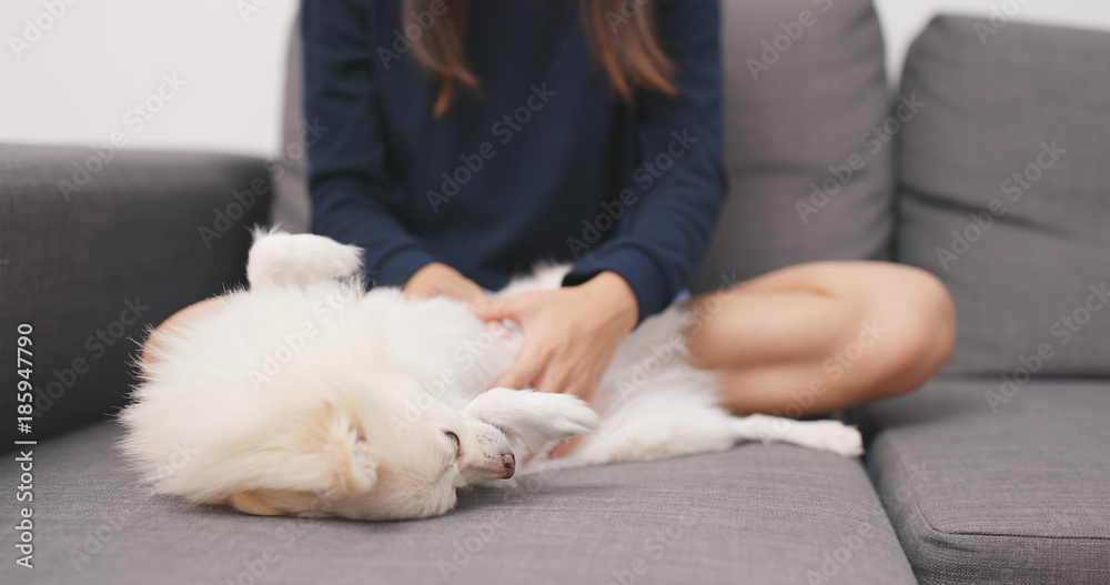 Woman massaging on her Pomeranian dog