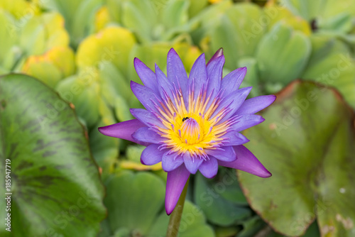 closeup shot of purple waterlily blooming