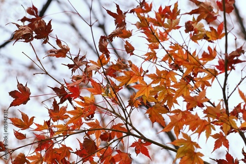 Maple leaves in spring korea