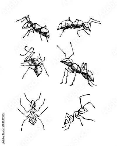 Ink ants hand drawn vector illustration