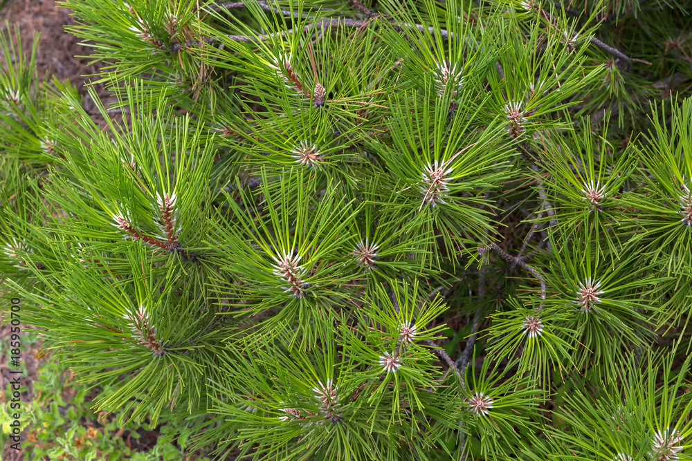 Green branches of pine. Sithonia Peninsula. Green branches of pine. Sithonia Peninsula.
