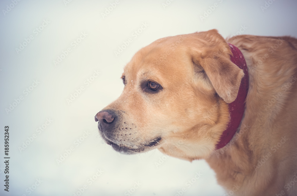 Yellow Labrador dog