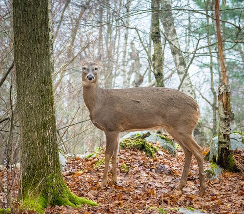Deer In Foggy Forest