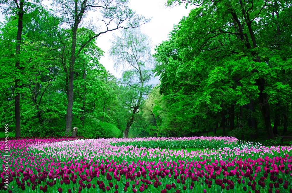 many tulips planted by color in an old Park on a background of forest many tulips planted by color in an old Park on a background of forest