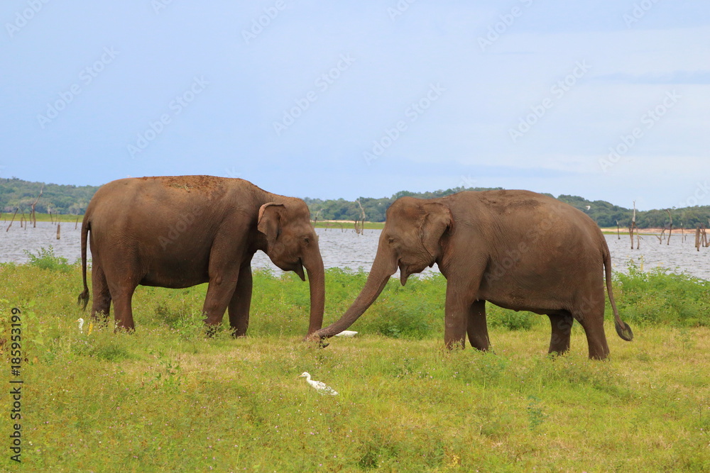Kaudulla Elephant 14