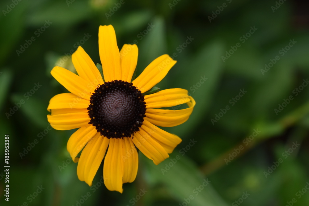 Close up wildly grown black eyed Susan Close up wildly grown black eyed Susan