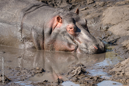 Portrait of a hippo in mud wallow, South Africa
