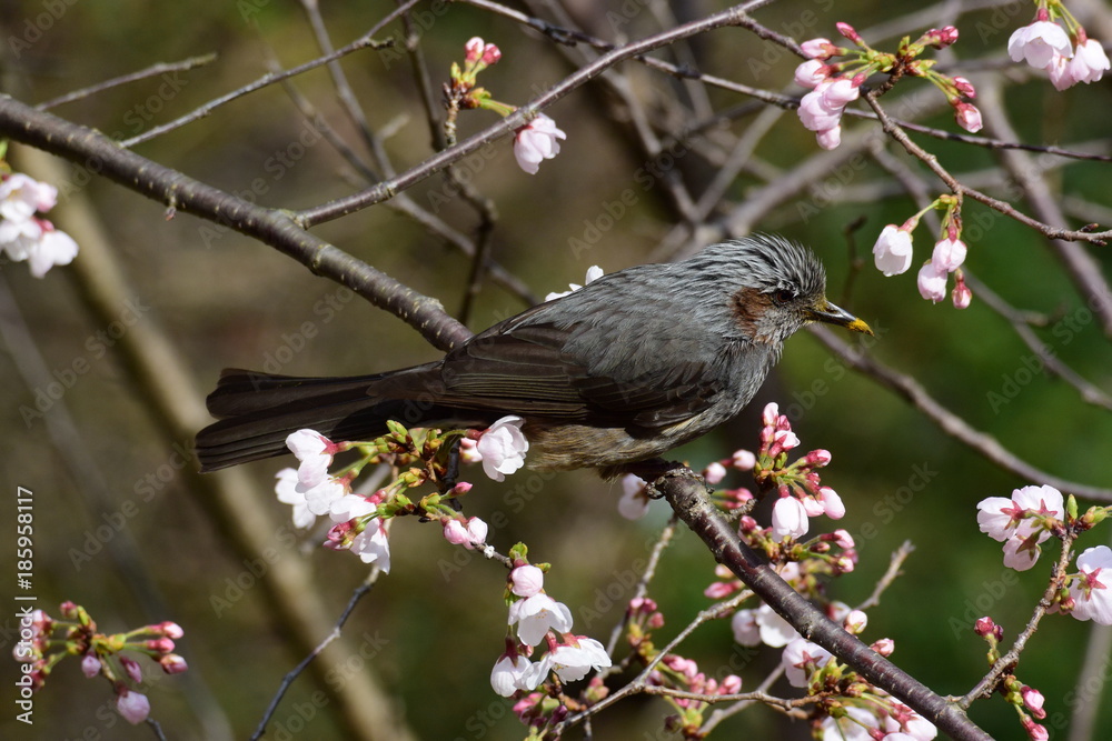 サクラの花蜜を吸う野鳥(アップ) サクラの花蜜を吸う野鳥(アップ)