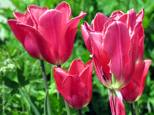 Toronto High Park red tulip flowers 2016 photo