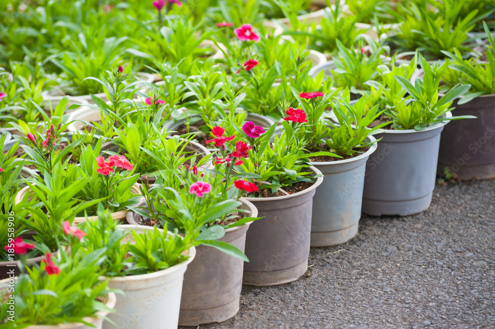 many young red flower plants in pots