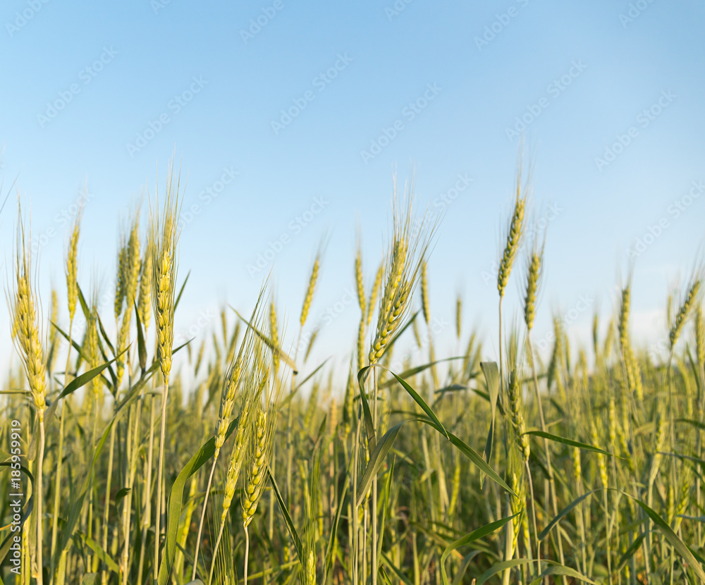 Image of barley corns growing in a field Image of barley corns growing in a field