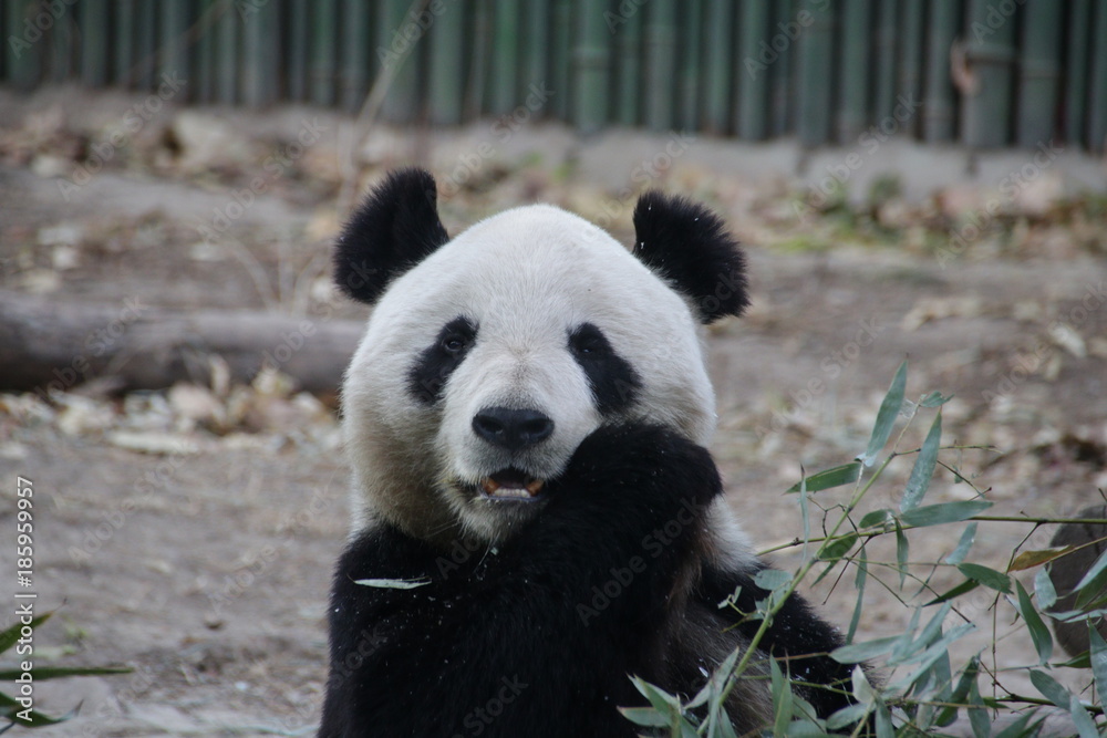 Fototapeta premium Giant Panda in Beijing, China