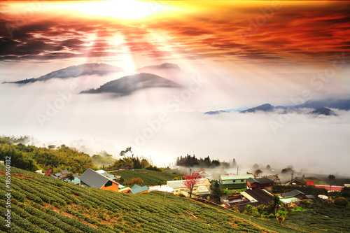 fresh organic tea bud & leaves plantation the famous Oolong tea area in Alishan mountain with blue sky and sun Taiwan