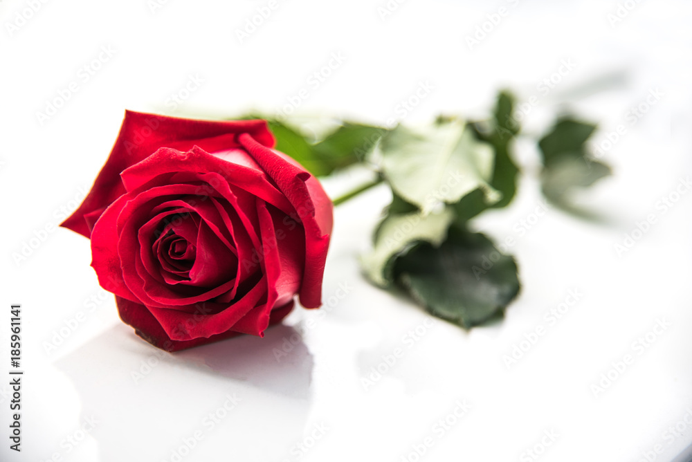 Naklejka premium The red roses are placed on a white background