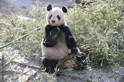 Fototapeta Naklejka Na Ścianę i Meble -  Giant Panda in Beijing, China