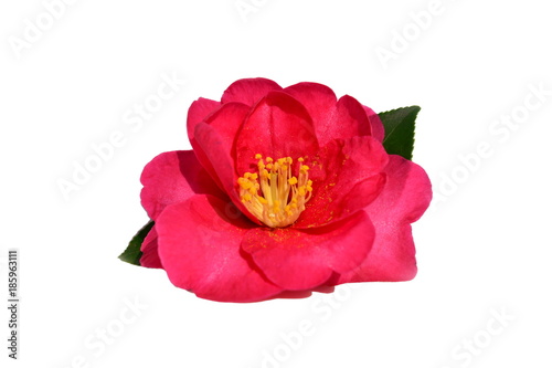 紅い山茶花
