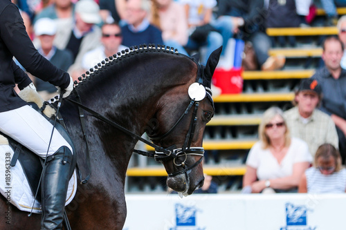 Horse stallion in dressage with bridle and ear cap. © RD-Fotografie