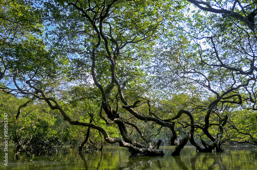 Ratargul Swamp Forest Bangladesh