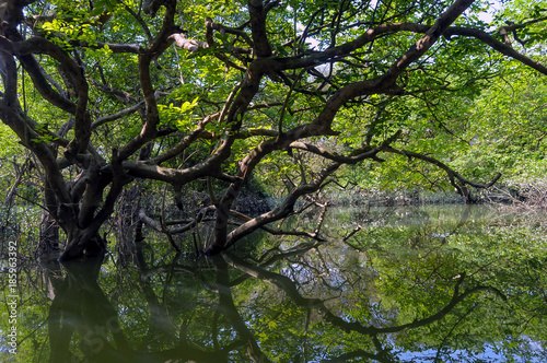 Ratargul Swamp Forest Bangladesh photo